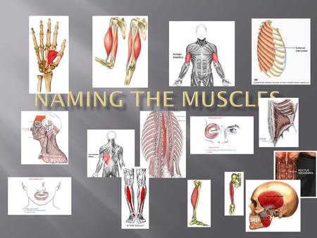  Origin: the immovable end of the muscle; attached to a relatively immovable bone  Insertion: the end of the muscle attached to a movable bone  **When.