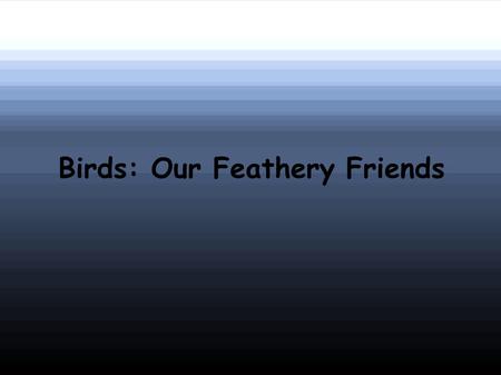 Birds: Our Feathery Friends. Characteristics Birds are versatile animals There are almost 9,000 living species of birds Some birds live in the tropics.