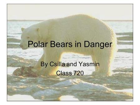 Polar Bears in Danger By Csilla and Yasmin Class 720.