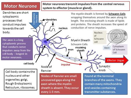 Motor Neurone Schwann Cells Myelin Sheath Node of Ranvier Motor neurones transmit impulses from the central nervous system to effector (muscle or gland).