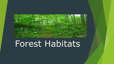 Forest Habitats. Temperature  Depends on where the forest is located  Can be cold to warm.