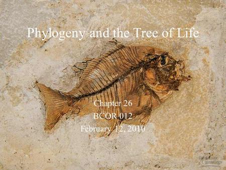 Phylogeny and the Tree of Life Chapter 26 BCOR 012 February 12, 2010.