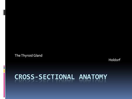 The Thyroid Gland Holdorf.  Normal Anatomy  The right and left lobes of the thyroid gland are situated in the lower part of the neck along either.