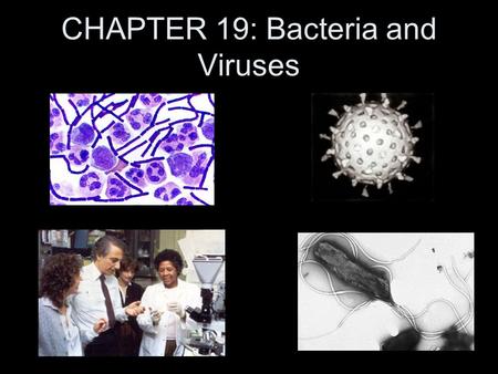 CHAPTER 19: Bacteria and Viruses. Importance of Bacteria Producers – Photosynthesis Decomposers – Break down dead matter Recycle nutrients within ecosystem.