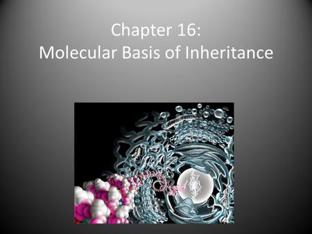 Chapter 16: Molecular Basis of Inheritance. The Search for the Genetic Material 1928 = Frederick Griffith and Streptococcus pneumoniae 1928 = Frederick.