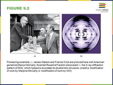 FIGURE 9.2 Pioneering scientists (a) James Watson and Francis Crick are pictured here with American geneticist Maclyn McCarty. Scientist Rosalind Franklin.