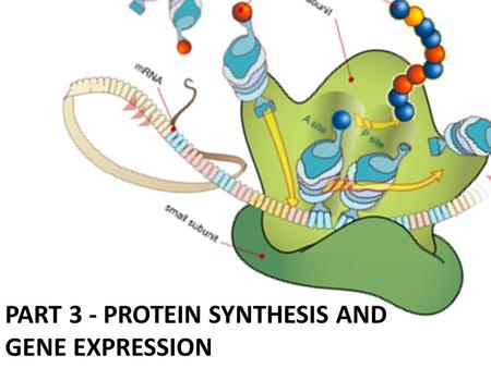 PART 3 - PROTEIN SYNTHESIS AND GENE EXPRESSION. Remember… What are the differences between DNA and RNA?? – RNA is single-stranded – RNA has uracil instead.