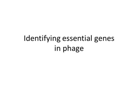 Identifying essential genes in phage. Screens for essential genes To identify essential genes, you can screen for what types of mutations?