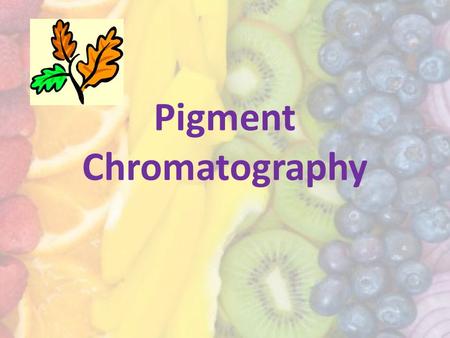 Pigment Chromatography. Plant leaves contain different color pigments that give the leaf color. Plant pigments come in many different colors but we are.