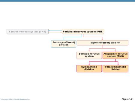 Copyright © 2010 Pearson Education, Inc. Central nervous system (CNS)Peripheral nervous system (PNS) Motor (efferent) division Sensory (afferent) division.