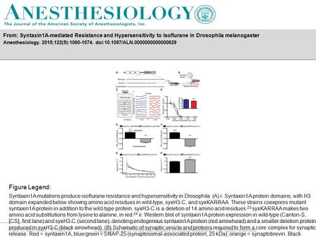 Date of download: 9/18/2016 Copyright © 2016 American Society of Anesthesiologists. All rights reserved. Syntaxin1A mutations produce isoflurane resistance.