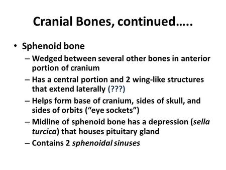 Cranial Bones, continued….. Sphenoid bone – Wedged between several other bones in anterior portion of cranium – Has a central portion and 2 wing-like structures.