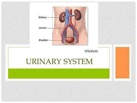 URINARY SYSTEM. FUNCTIONS OF URINARY SYSTEM 1. Urine production 2. Maintain fluid & electrolyte balance (Water and salt balance) 3. Manage and balance.