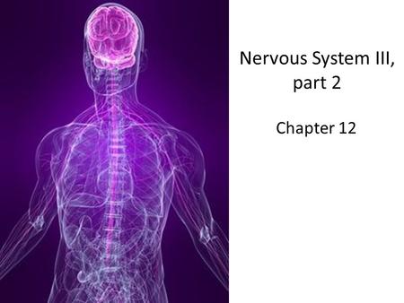 Nervous System III, part 2 Chapter 12. Special senses Sensory receptors within complex sensory organs Found in the head Smell in olfactory organs Taste.