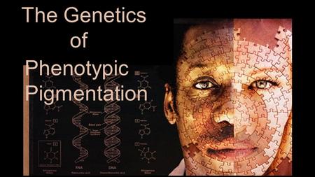 ; ; ; Phenotypic Pigmentation The Genetics of. What factors contribute to phenotypic color variation? A. Environment B. Genetics C. Neither D. Both E.