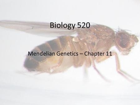 Biology 520 Mendelian Genetics – Chapter 11. Mendel’s technique – fig. 11-1 and 2 p. 308- 309 A. Gregor Mendel’s early experiments with peas.