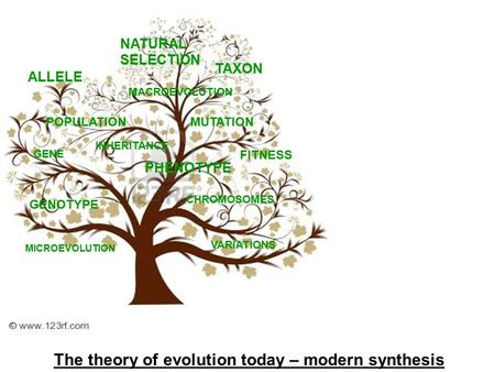 The theory of evolution today – modern synthesis ALLELE GENE FITNESS GENOTYPE PHENOTYPE MUTATION CHROMOSOMES TAXON VARIATIONS MACROEVOLUTION MICROEVOLUTION.