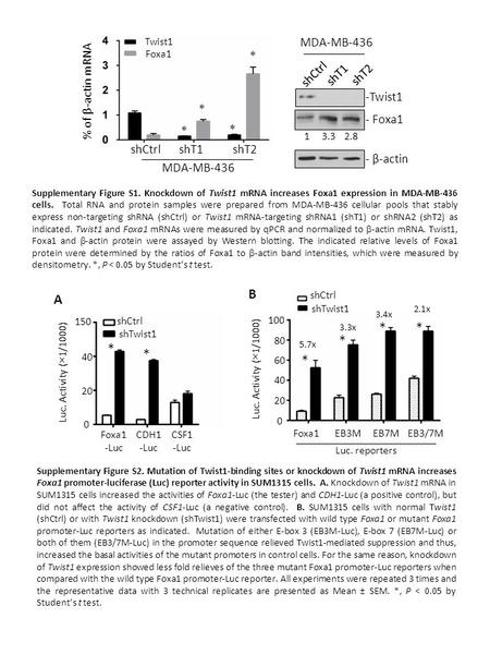 Supplementary Figure S1. Knockdown of Twist1 mRNA increases Foxa1 expression in MDA-MB-436 cells. Total RNA and protein samples were prepared from MDA-MB-436.