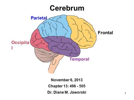 1 Cerebrum November 6, 2013 Chapter 13: 496 - 505 Dr. Diane M. Jaworski Frontal Temporal Occipita l Parietal.