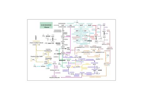 GAP G6P Ru5P CO 2 F6P 6PG OAA CIT ICIT AKG SUC PEP PYR AcCoA 3PG S7P GLOX X5P R5P E4P F6P FUM Glucose ①②③④⑤⑥ ( ④⑤⑥ ) ( ③②① ④⑤⑥ ) (①)(①) ( ②③④⑤⑥ ) RuBP.