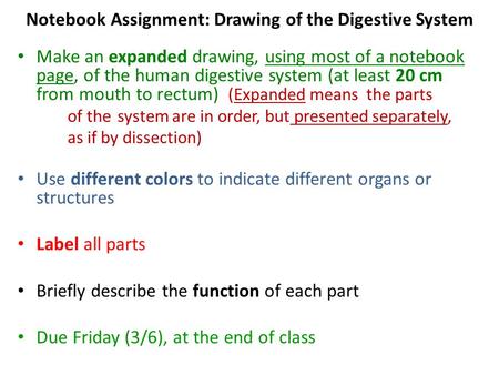 Notebook Assignment: Drawing of the Digestive System Make an expanded drawing, using most of a notebook page, of the human digestive system (at least 20.