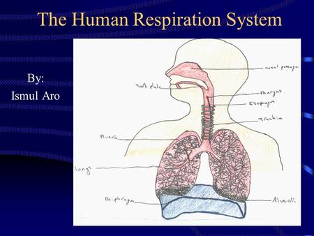 The Human Respiration System By: Ismul Aro. LEARNING OBJECTIVES 1.Students can explain the process of respiration system. 2.Students can explain mechanism.