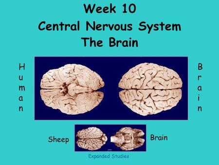 Week 10 Central Nervous System The Brain Sheep HumanHuman BrainBrain Brain Expanded Studies.