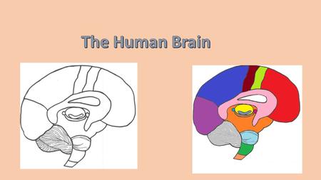 Temporal Lobe -hearing, taste and smell Parietal Lobe -logical thinking (like mathematics, logical sequencing, etc. but not planning)