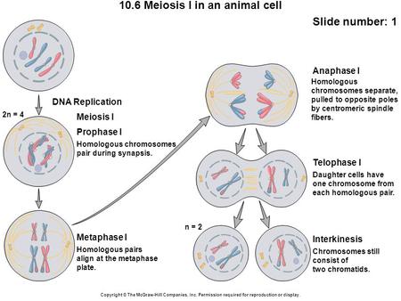 10.6 Meiosis I in an animal cell Slide number: 1 Copyright © The McGraw-Hill Companies, Inc. Permission required for reproduction or display. Homologous.