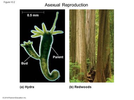 © 2014 Pearson Education, Inc. Figure 10.2 (a) Hydra(b) Redwoods Parent 0.5 mm Bud Asexual Reproduction.