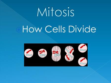  How Cells Divide. How do little elephants grow up to be BIG elephants?