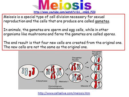 Meiosis is a special type of cell division necessary for sexual reproduction and the cells that are produce are called gametes. In animals, the gametes.