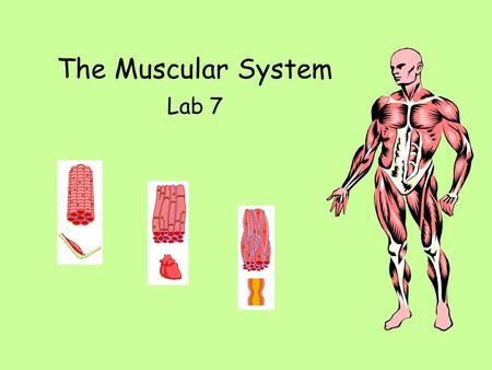 The Muscular System Lab 7. Objective 4 Human Muscles.