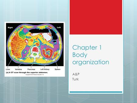 Chapter 1 Body organization A&P Turk. A&P  Anatomy  structure and morphology  Physiology.