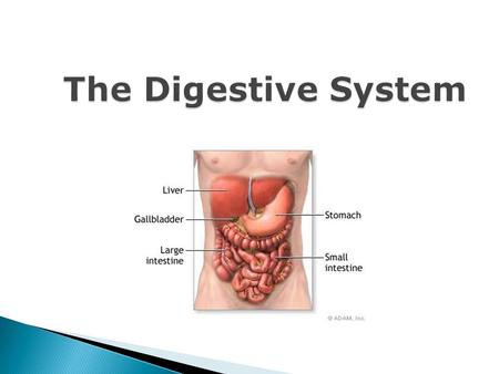 The Digestive System. Process by which organisms obtain and utilize energy from food. There are two parts to Nutrition: 1. Ingestion- process of taking.