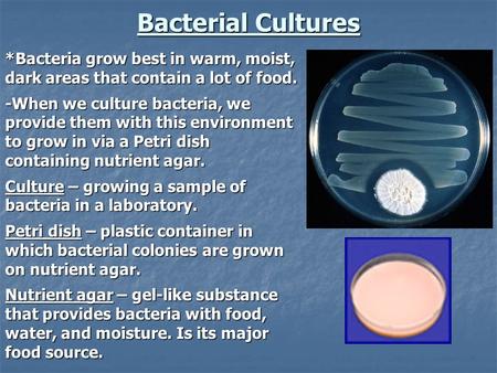 Bacterial Cultures *Bacteria grow best in warm, moist, dark areas that contain a lot of food. -When we culture bacteria, we provide them with this environment.