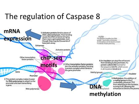 The regulation of Caspase 8 chIP-seq motifs mRNA expression DNA methylation.