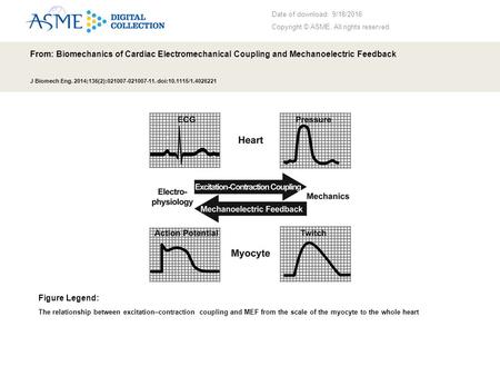 Date of download: 9/18/2016 Copyright © ASME. All rights reserved. From: Biomechanics of Cardiac Electromechanical Coupling and Mechanoelectric Feedback.
