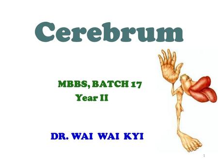 11 Cerebrum MBBS, BATCH 17 Year II DR. WAI WAI KYI.