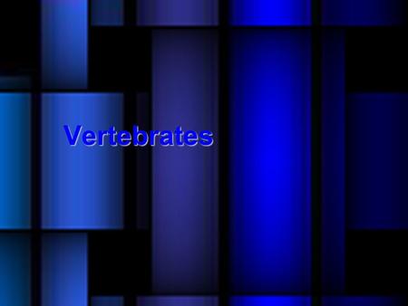 Vertebrates. Fish Feeding/Digestion Gills filter oxygen from water Closed circulatory system One-way loop 2 chamber heart.