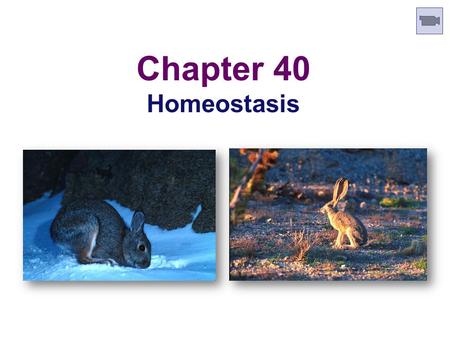 Chapter 40 Homeostasis Animal Form and Function  Animals provide examples of biology’s major themes  diversity & unity of life  form & function are.