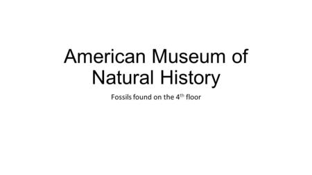 American Museum of Natural History Fossils found on the 4 th floor.