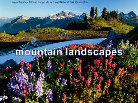 Take A Break Relax And Enjoy The Music And Lakes Auto Advance Alpine Meadow, Tatoosh Range, Mount Rainer National Park, Washington.