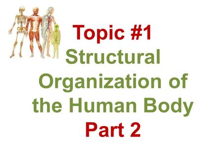 Topic #1 Structural Organization of the Human Body Part 2.