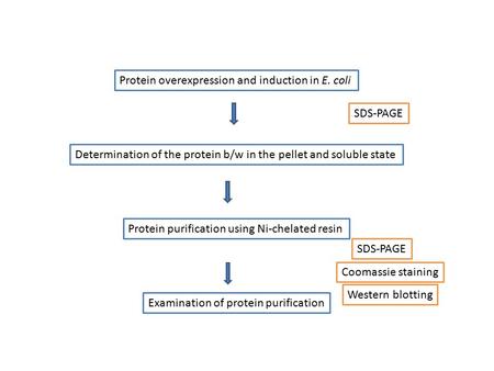 Protein overexpression and induction in E. coli Determination of the protein b/w in the pellet and soluble state Protein purification using Ni-chelated.