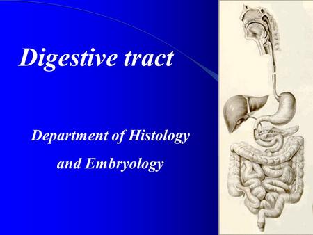 Digestive tract Department of Histology and Embryology.