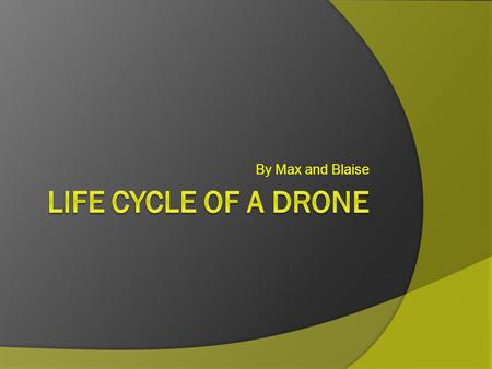 By Max and Blaise. Drone Honey Bee Life Cycle Timeline Day 1 - 3 Egg Day 3 - 6 1/2 Larva Day 6 ½ - 12 Cell Capped Day 12 – about 19 Pupa Day 19 – 29 Developmental.