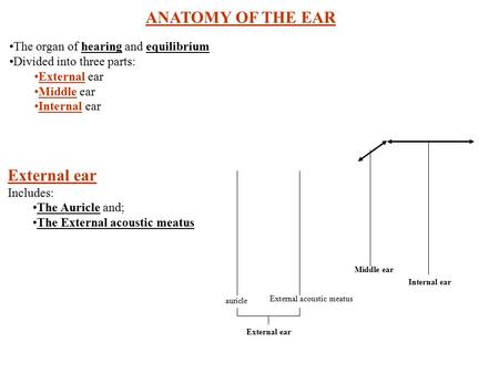 ANATOMY OF THE EAR The organ of hearing and equilibrium Divided into three parts: External ear Middle ear Internal ear External ear Includes: The Auricle.