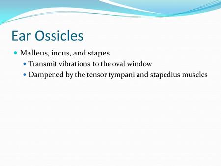 Ear Ossicles Malleus, incus, and stapes Transmit vibrations to the oval window Dampened by the tensor tympani and stapedius muscles.