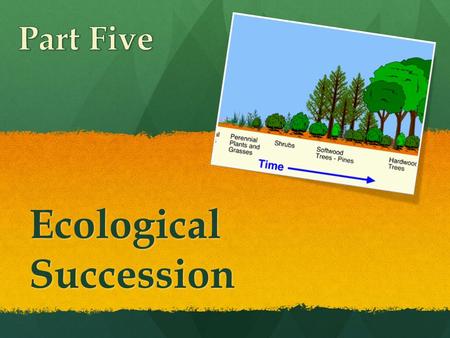 Ecological Succession. What is Ecological Succession? Ecological Succession: transition (over long periods of time) from a barren land to a thriving ecosystem.